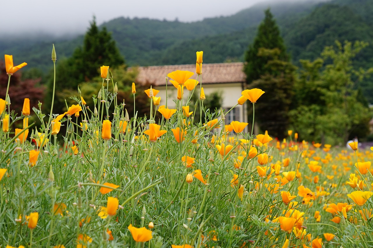 苏宁互联实名账号：为什么详情下载教程app一直在等待中