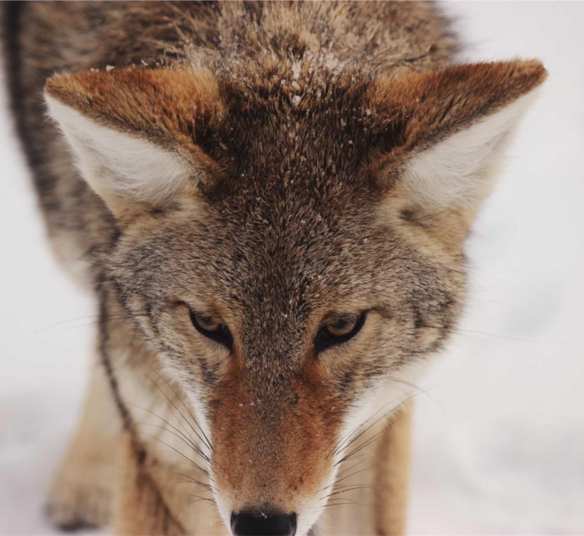 详情下载教程铃多多app